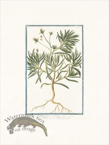 Bonelli 110 Flea seed